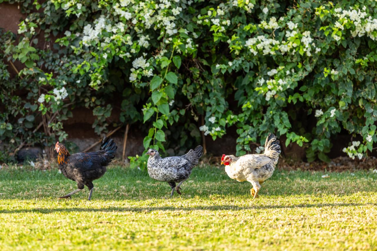 Villa Yemna – Villa de Luxe à Marrakech avec Piscine Chauffée, Terrain de Padel Privé et Vue sur les Montagnes de l’Atlas
