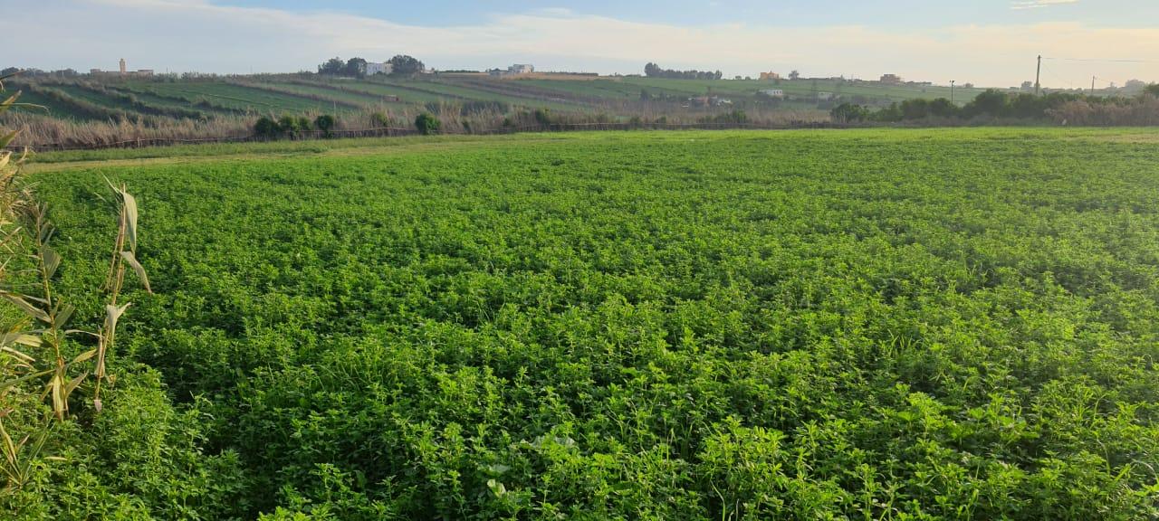 Terrain Titré à Vendre sur la Route Côtière Casa–Azemmour