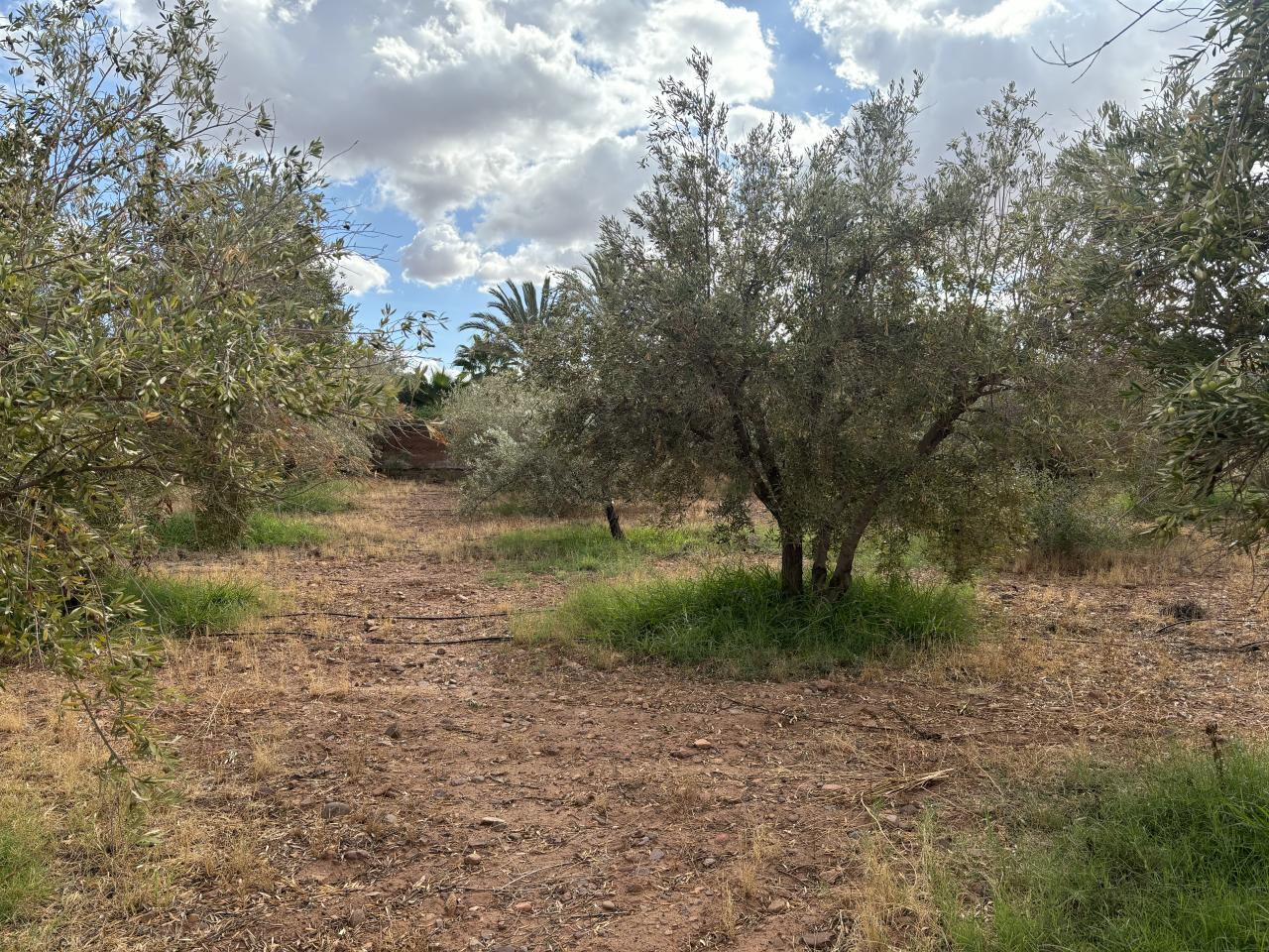 Terrain à vendre de 1,3 hectare sur la route de l’Ourika