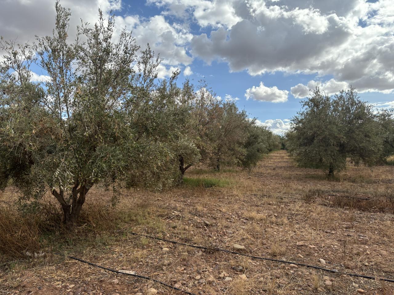 Terrain à vendre de 1,3 hectare sur la route de l’Ourika